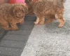 Cockapoo