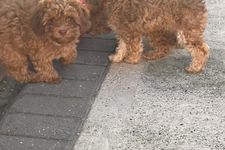 Cockapoo