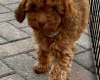 Cockapoo