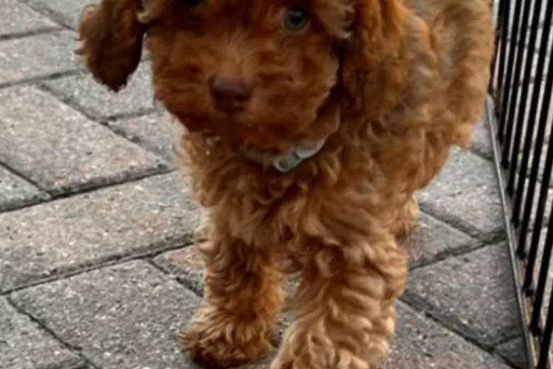 Cockapoo