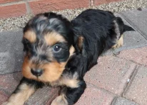 Puppy 5