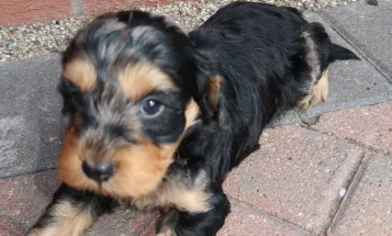 Cockapoo