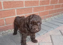 Puppy 4