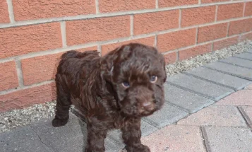 Cockapoo