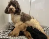 Cockapoo