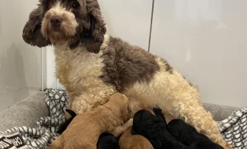 Cockapoo