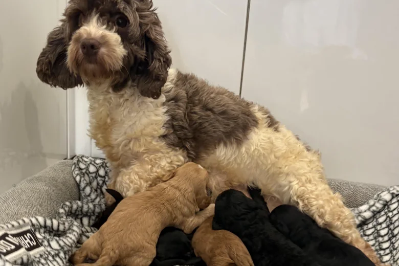 Cockapoo