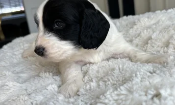Cockapoo