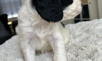 Cockapoo
