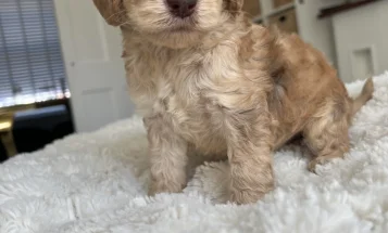 Cockapoo