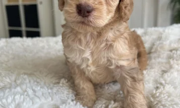 Cockapoo