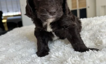 Cockapoo