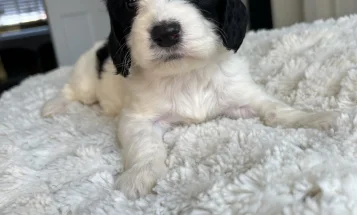 Cockapoo
