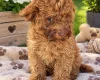 Cockapoo