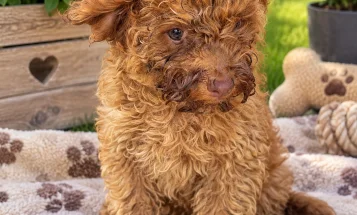 Cockapoo
