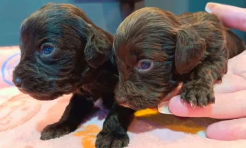 Cockapoo