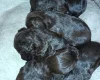 Cockapoo