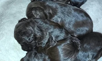 Cockapoo