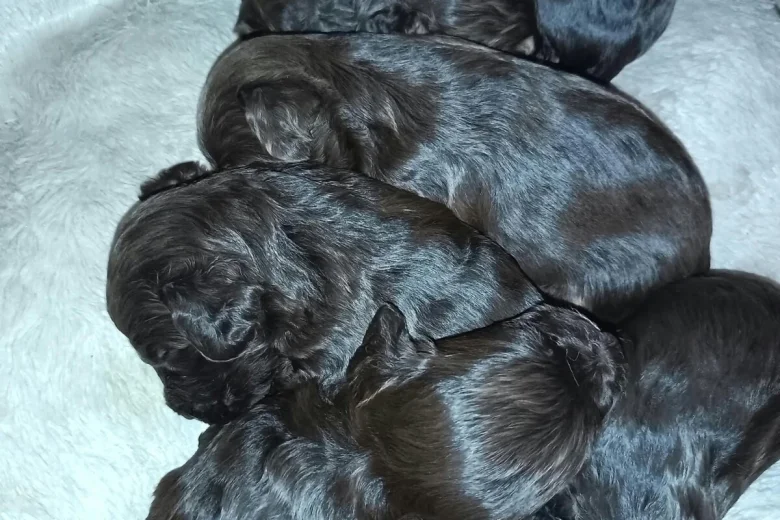 Cockapoo