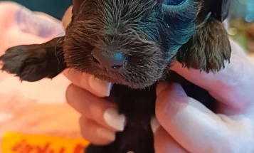 Cockapoo