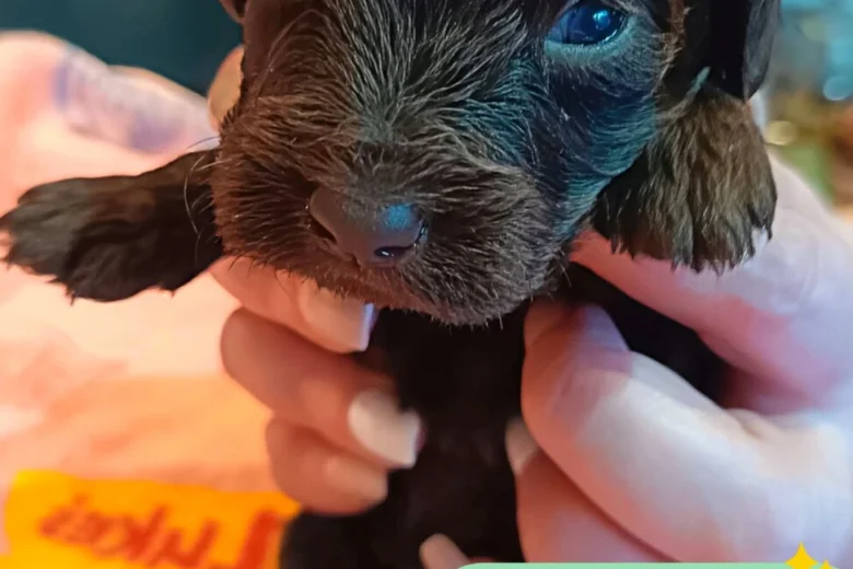 Cockapoo