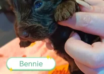 Bennie