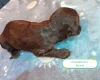 Cockapoo