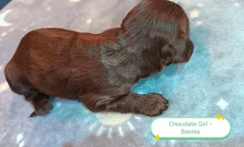 Cockapoo