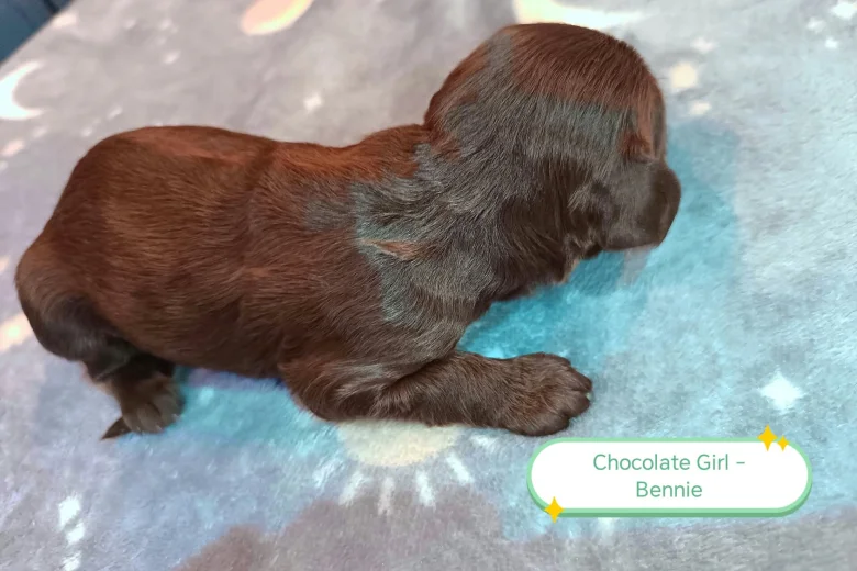 Cockapoo