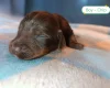 Cockapoo