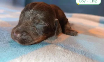 Cockapoo