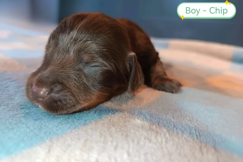 Cockapoo