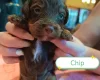 Cockapoo