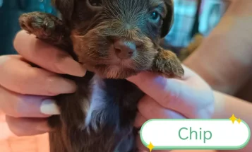 Cockapoo