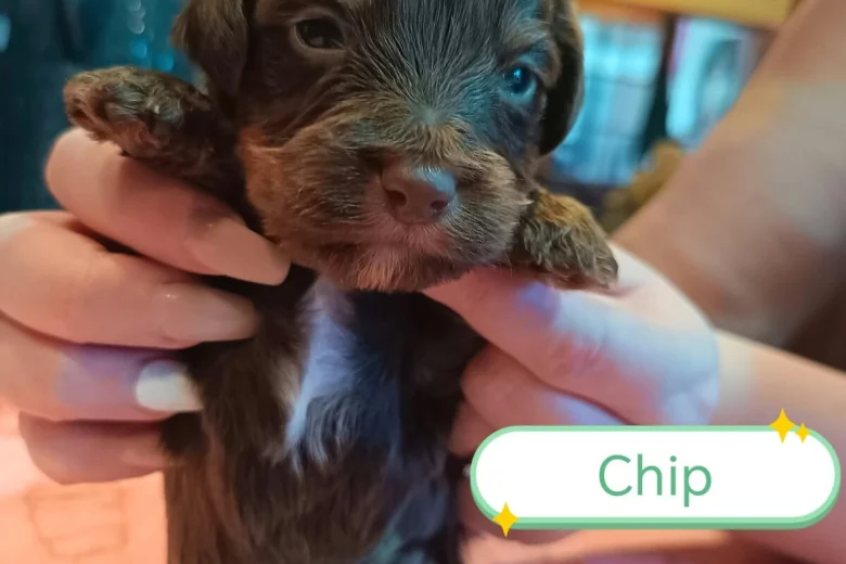 Cockapoo