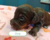 Cockapoo