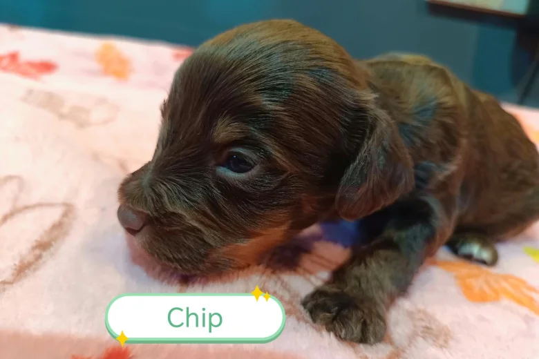 Cockapoo
