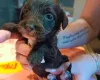 Cockapoo