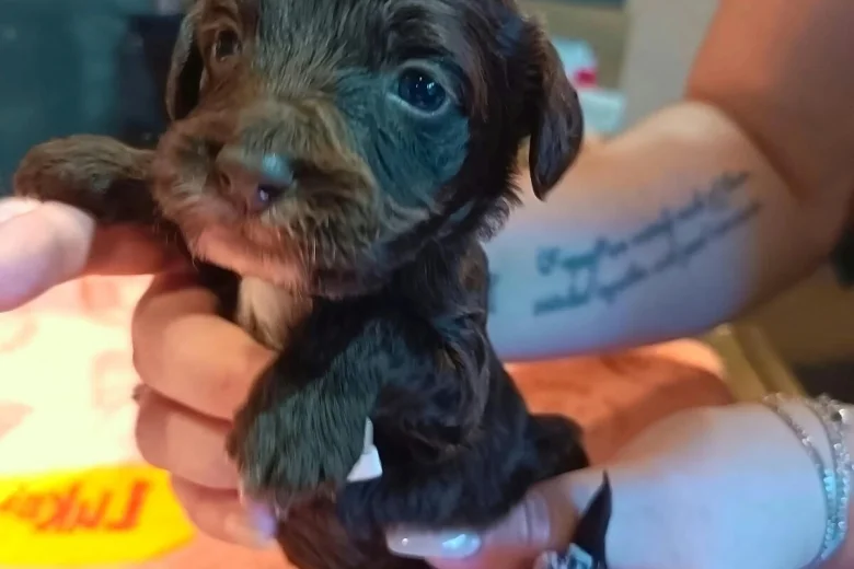 Cockapoo
