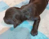 Cockapoo