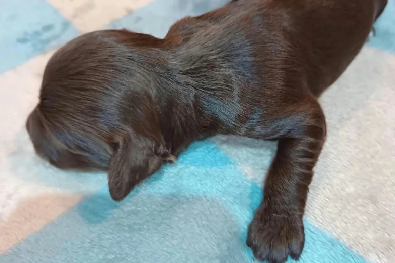 Cockapoo