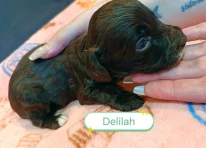 Delilah