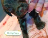 Cockapoo
