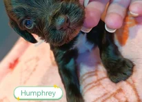 Humphrey