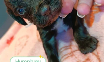 Cockapoo