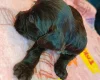 Cockapoo