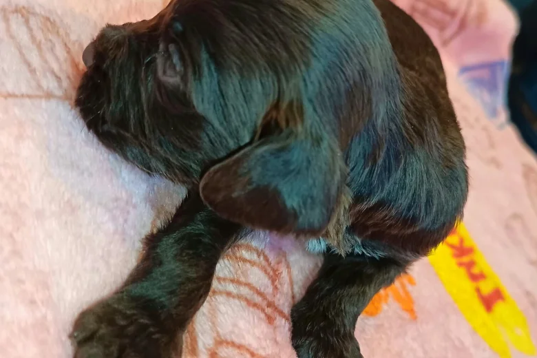 Cockapoo