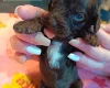 Cockapoo