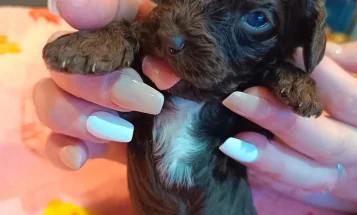 Cockapoo