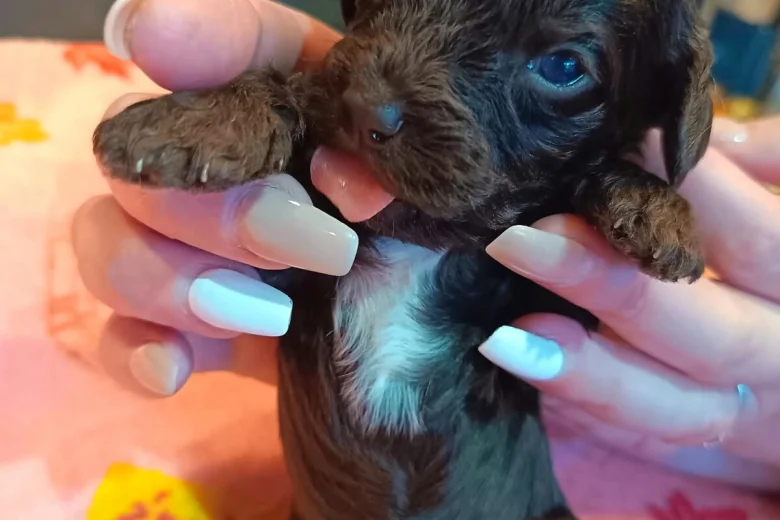 Cockapoo